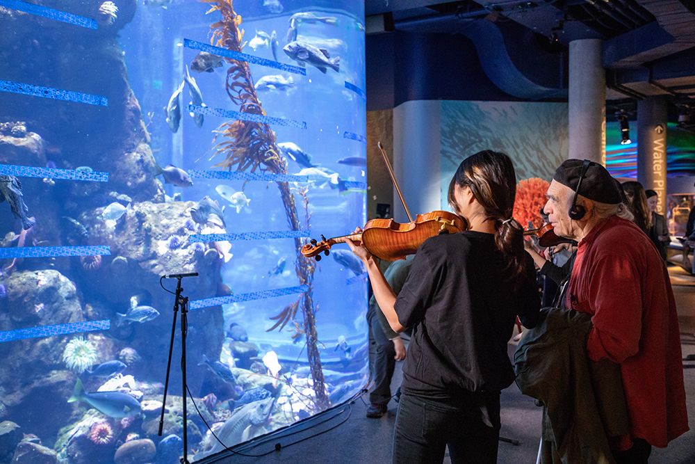 Tropical Fish Opera: violinist plays in front of a large fish tank