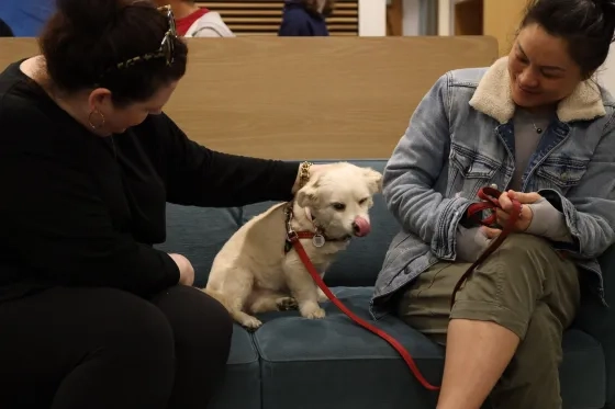 Therapy dogs visit SFCM during wellness week. 