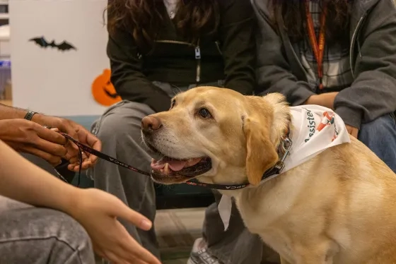 Charlie the therapy dog visits SFCM for Wellness Week.